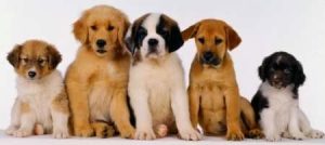 Leia mais sobre o artigo ▷ O Que Significa Sonhar Com Cachorro?