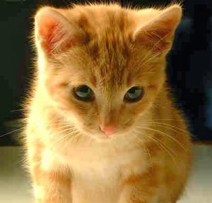 Leia mais sobre o artigo ▷ O que significa sonhar com gato【IMPERDÍVEL】