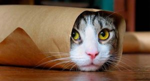 Leia mais sobre o artigo ▷ Sonhar com Gato Morto【IMPERDÍVEL】