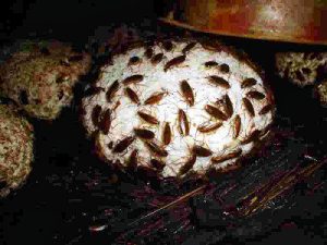 Leia mais sobre o artigo ▷ Sonhar com Muitas Baratas -【IMPERDÍVEL】