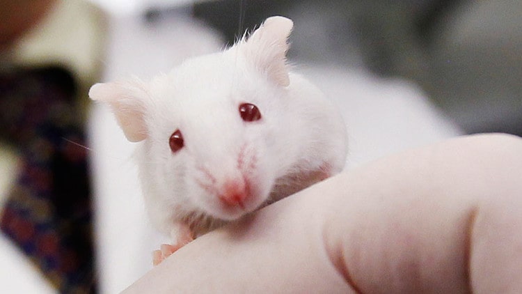 filhotinho de rato branco na mão de alguém