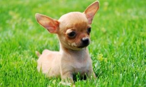 Leia mais sobre o artigo ▷ Sonhar Com Cachorro Filhote – Significados Reveladores