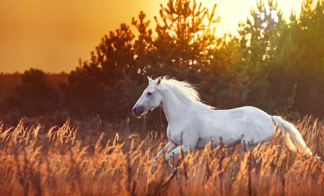 Sonhar com cavalo. Significado 