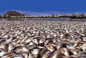 Leia mais sobre o artigo ▷ Sonhar com Peixe Morto【IMPERDÍVEL】