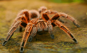 Leia mais sobre o artigo ▷ Sonhar Com Aranha (Não Se Assuste Com o Significado)