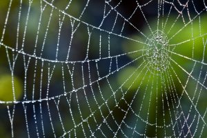 Leia mais sobre o artigo ▷ Sonhar Com Teia De Aranha Significa Sorte?