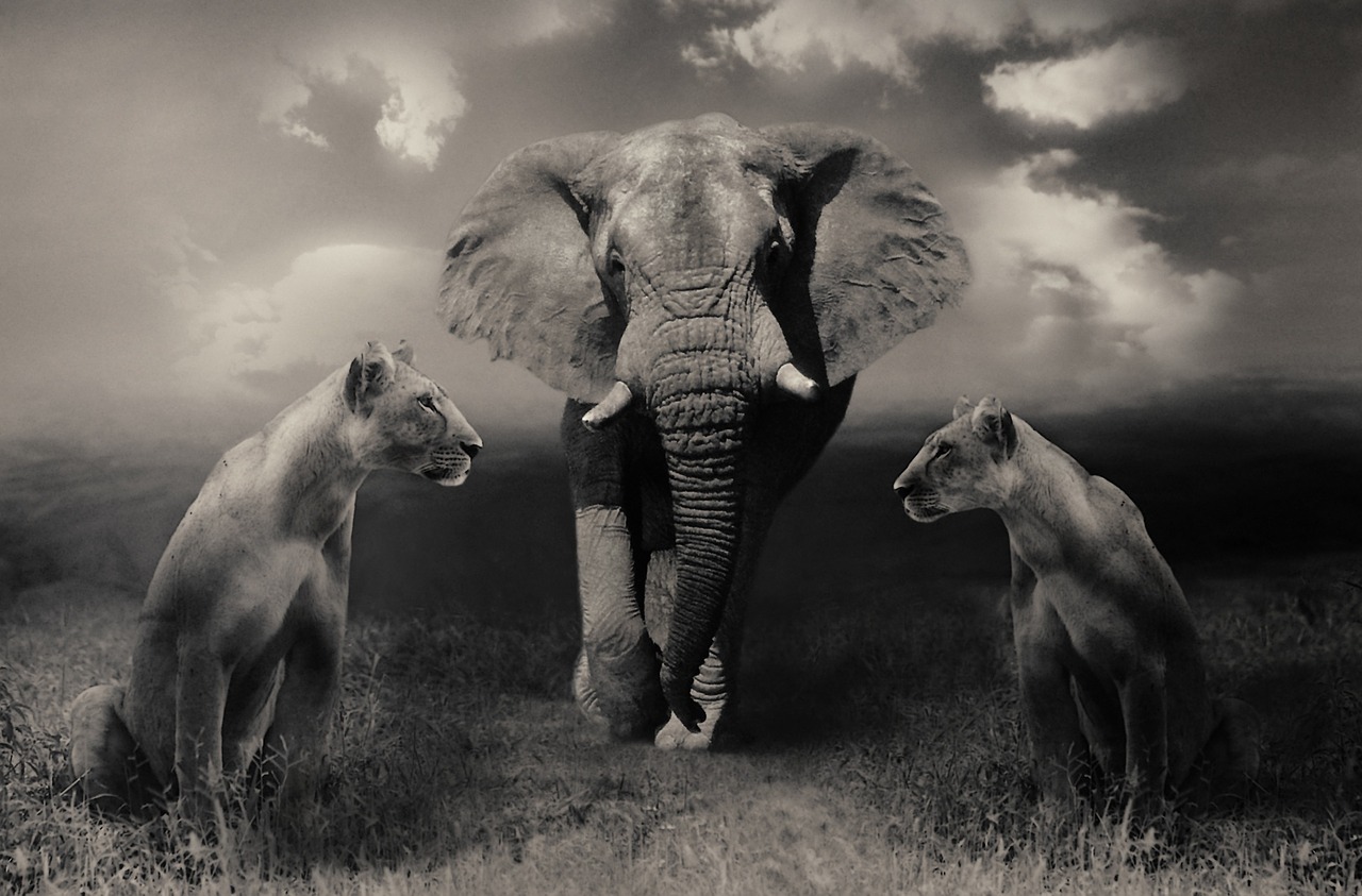 animais selvagens tigre e elefante