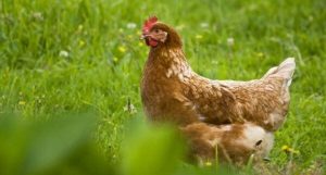 Leia mais sobre o artigo ▷ Sonhar Com Frango é Mau Presságio?