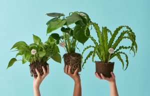 Leia mais sobre o artigo ▷ Sonhar Com Plantas 【É bom presságio?】