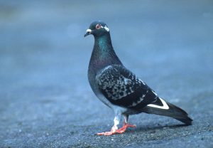 Leia mais sobre o artigo ▷ O Que Significa Sonhar Com Pombo?