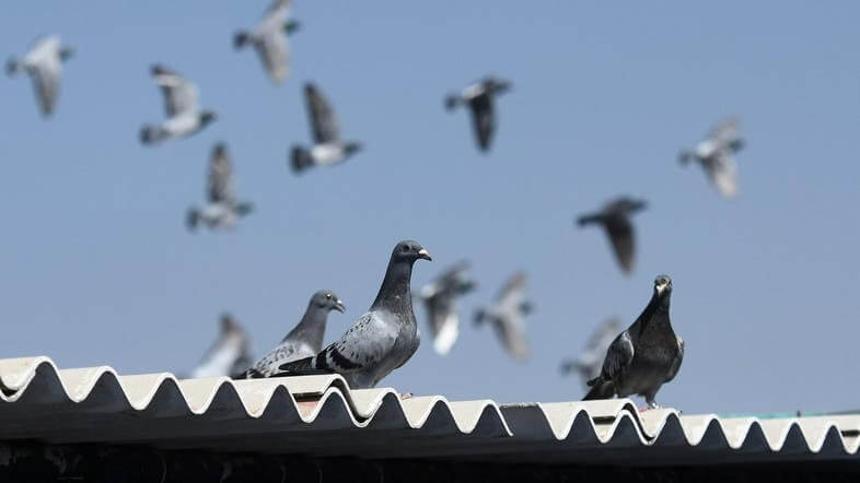 vários pombos voando em cima do telhado