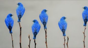 ▷ Sonhar Com Aves é Bom Presságio?