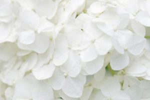 Leia mais sobre o artigo ▷ Sonhar Com Branco – Significados Ocultos Revelados