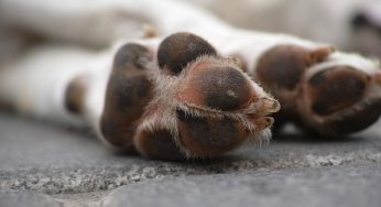 ▷ Sonhar Com Animais Mortos é Mau Presságio?