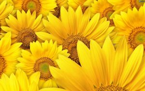 Leia mais sobre o artigo ▷ Sonhar Com Flores Amarelas é Mau Presságio?