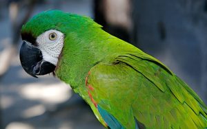 Leia mais sobre o artigo ▷ Sonhar Com Papagaio Verde【É Sorte?】