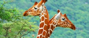 Leia mais sobre o artigo ▷ Sonhar Com Girafa 【Interpretações Reveladoras】