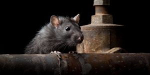 Leia mais sobre o artigo ▷ Sonhar Com Ratazana – É Mau Presságio?