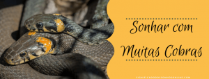 Leia mais sobre o artigo ▷ Sonhar Com Muitas Cobras 【Tudo o que você precisa saber】