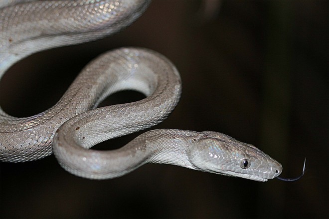 ▷ Sonhar Com Cobra Significa Traição? DESCUBRA AQUI!