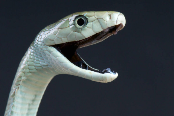 ▷ Sonhar Com Cobra Significa Traição? DESCUBRA AQUI!