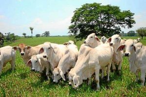 Leia mais sobre o artigo ▷ Sonhar com Gado (Significados Reveladores)