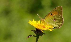 Leia mais sobre o artigo ▷ Sonhar com Mariposa【Significados Impressionantes】