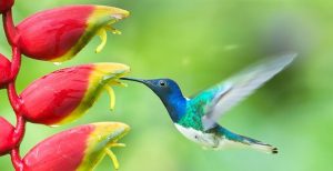 Leia mais sobre o artigo 9 Mensagens Da Vida Que Os Beija-flores Nos Enviam