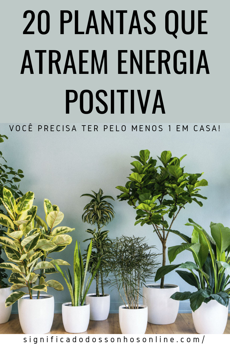 20 Plantas Que Atraem Energia Positiva - Você Precisa Ter Pelo Menos 1 Em  Casa! -