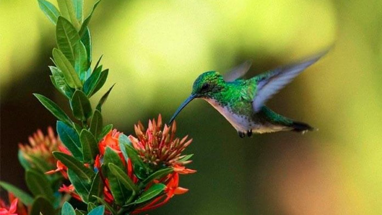 Beija Flor Entra Pela Porta Da Cozinha O Que Significa Beija Flor Entra Pela Porta Da Cozinha | brwallpaper.co