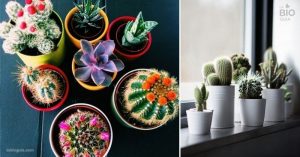 4 Motivos Para Encher Sua Casa Com Cactos