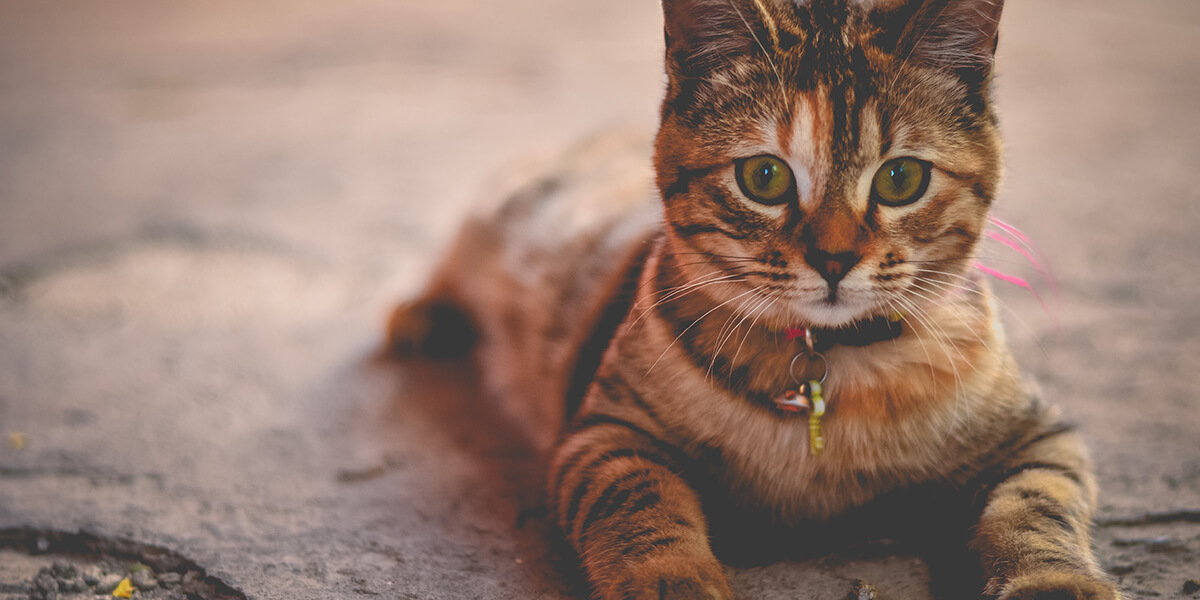 You are currently viewing Você Sabia Que Gatos São Mestres Espirituais? Veja Como Se Conectar Espiritualmente Com Um Gato