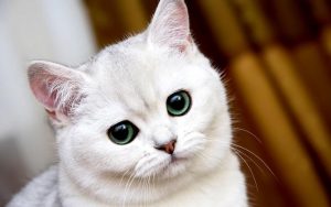 Leia mais sobre o artigo O Que Significa Quando Um Gato Branco Cruza Seu Caminho?