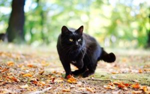 Read more about the article O que significa quando um gato preto segue você?