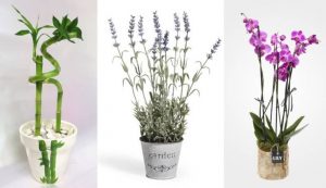 Leia mais sobre o artigo 6 Plantas Que Irão Espalhar Energia Positiva Dentro De Sua Casa