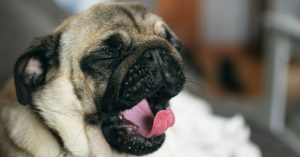 Leia mais sobre o artigo 5 Razões Científicas Pelas Quais Todos Nós Odiamos Às Segundas-feiras