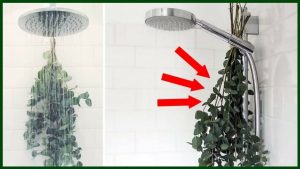 Leia mais sobre o artigo Muitas Pessoas Penduram Um EUCALIPTO No Chuveiro! Depois De Saber o Por Que Você Sempre Fará Isso!