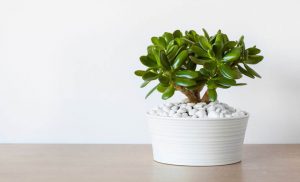 Leia mais sobre o artigo A Planta Do Dinheiro: Aprenda a Cultivar e a Cuidar Dela