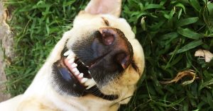 Leia mais sobre o artigo 5 Tipos De Sorrisos e Seus Verdadeiros Significados