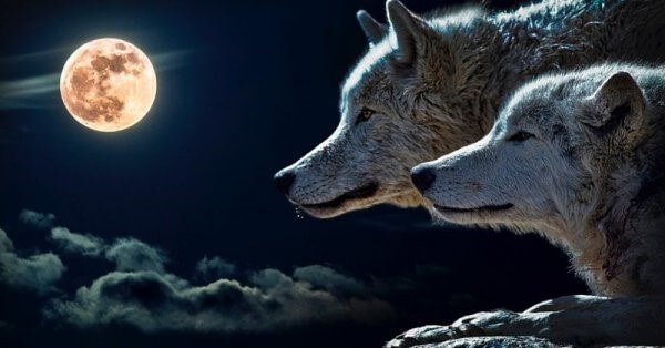 No momento, você está visualizando Leia Essa Parábola Dos Lobos Que Ajudará Você a Refletir Sobre Sua Vida