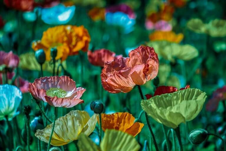 Conheça Os Poderes De Cura Espiritual De Algumas Ervas, Plantas e Chás