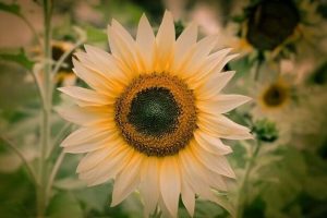 Leia mais sobre o artigo Se Eu Morrer Antes De Você… Uma Linda Reflexão Que Você Tem Que Ler