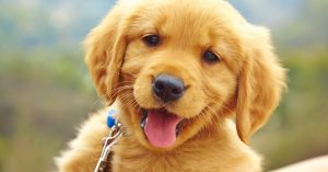 Leia mais sobre o artigo “Meu Cachorro Não É Meu Filho”, Essa Bela Reflexão Vai Te Deixar Sem Palavras!