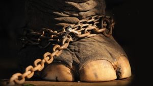 Leia mais sobre o artigo O Elefante Cadeado – Uma Parábola De Jorge Bucay Para Refletir