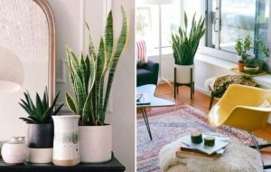 Leia mais sobre o artigo 8 Truques Do Feng Shui Para Limpar Sua Casa