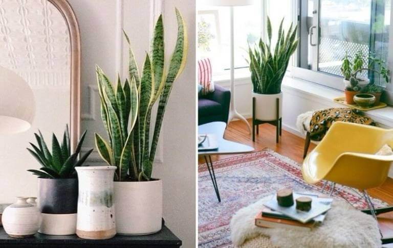 No momento, você está visualizando 8 Truques Do Feng Shui Para Limpar Sua Casa