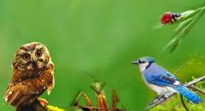 Leia mais sobre o artigo Se algum desses animais aparecer com muita frequência em sua vida, é uma mensagem celestial