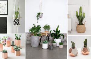 Leia mais sobre o artigo Você Sabe o Significado De Ter Um Cacto Dentro De Casa De Acordo Com o Feng Shui?