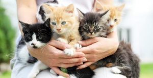 Leia mais sobre o artigo ▷ Sonhar Com Ninhada De Gatos é Bom Presságio?