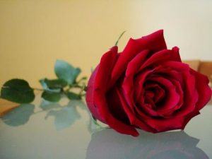 Leia mais sobre o artigo Reflexão: Quando alguém lhe der espinhos…